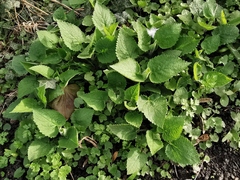 Lamium album