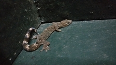 Kodaikanal Dravid Gecko photo 2