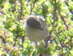 Passer domesticus