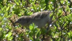 Passer domesticus
