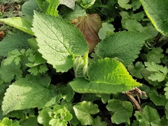Lamium album