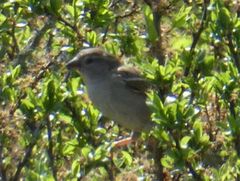 Passer domesticus
