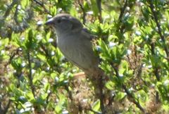 Passer domesticus
