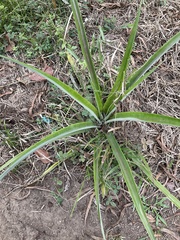 Ananas comosus comosus