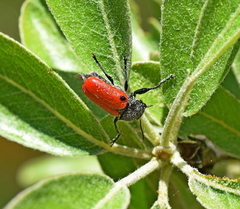 Labidostomis rufa