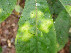 Powellia schefflericola