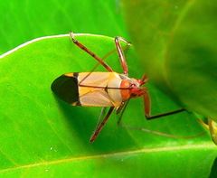 Pseudophonoctonus formosus