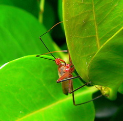 Pseudophonoctonus formosus