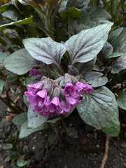 Physochlaina physaloides