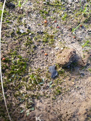 Riccia crassa