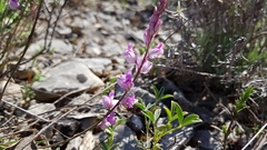 Polygala nicaeensis