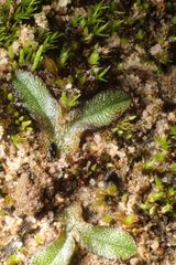 Riccia crassa