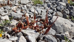Petrosedum ochroleucum