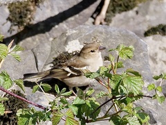 Fringilla coelebs