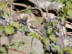Fringilla coelebs