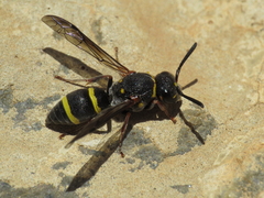 Antepipona cabrerai