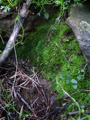 Ceramanus clatritexta