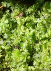 Ceramanus clatritexta