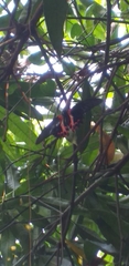 Papilio rumanzovia