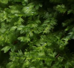 Ceramanus clatritexta