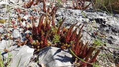 Petrosedum ochroleucum