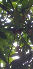 Papilio rumanzovia