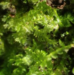 Ceramanus clatritexta