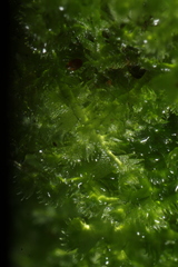 Ceramanus clatritexta