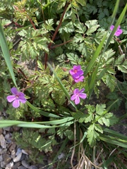 Geranium robertianum