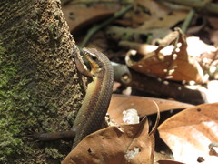 Eutropis rudis