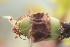 Prunus persica nucipersica