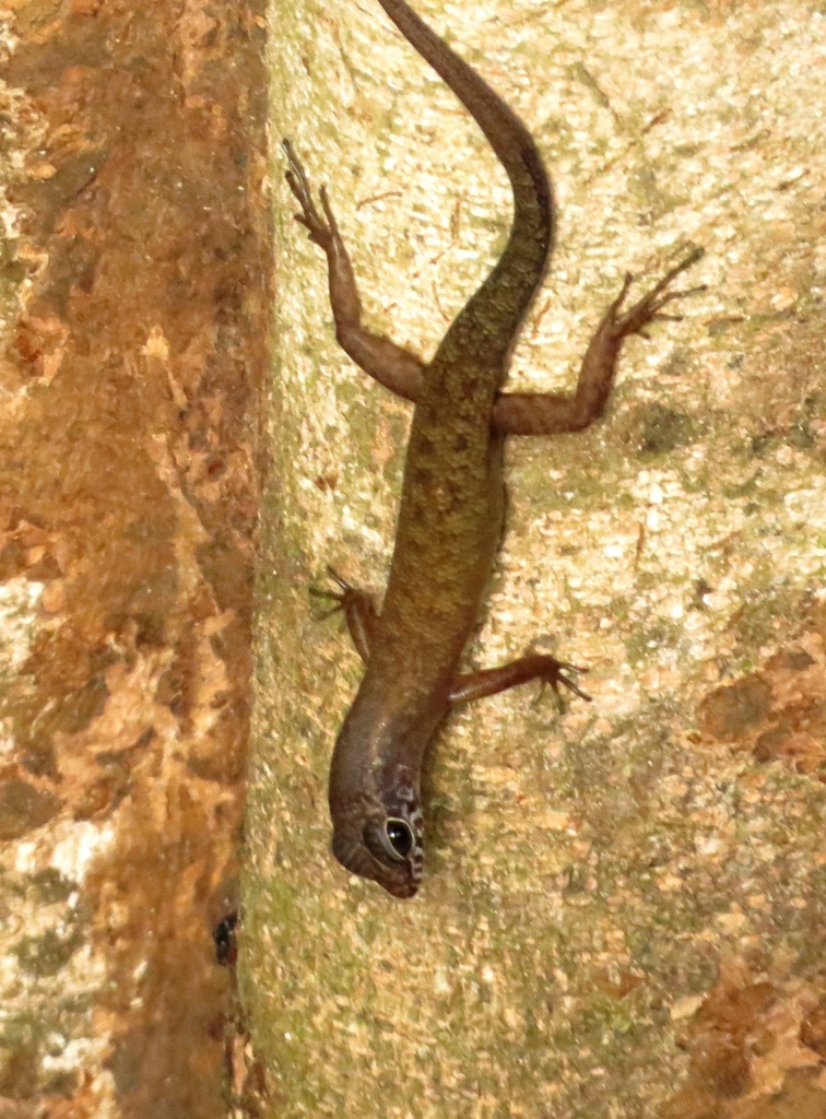 Sabah Slender Skink