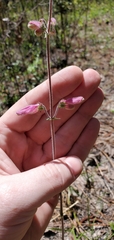 Penstemon australis