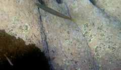 Dinolestes lewini