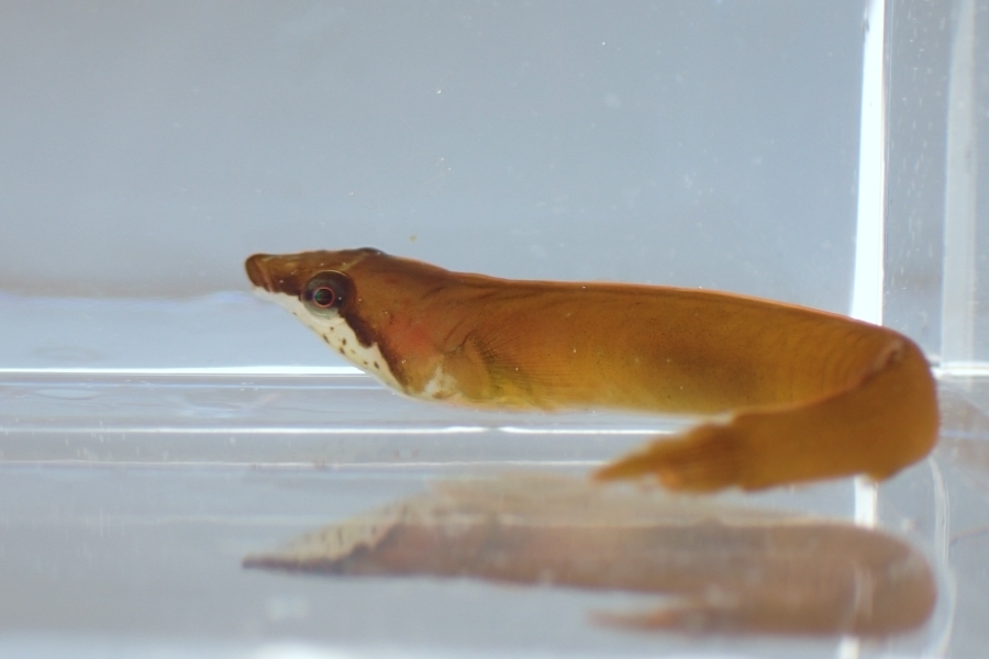 Smallmouth Clingfish