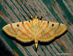 Notarcha tigrina