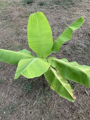 Musa