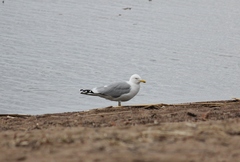 Larus argentatus