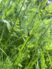 Nemophora albiantennella