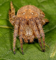 Pararaneus cyrtoscapus