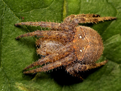 Pararaneus cyrtoscapus