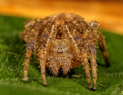 Pararaneus cyrtoscapus