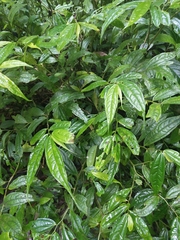 Elatostema lineolatum