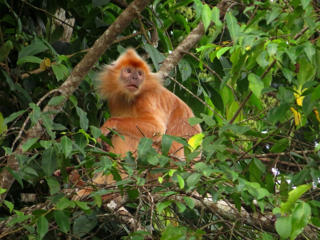 Silvery Lutung