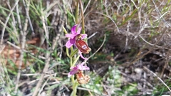 Ophrys bertolonii flavicans