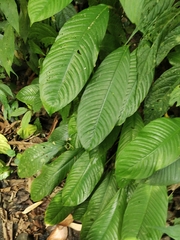 Spathiphyllum commutatum