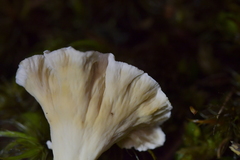 Cantharellus insignis
