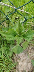 Urtica dioica