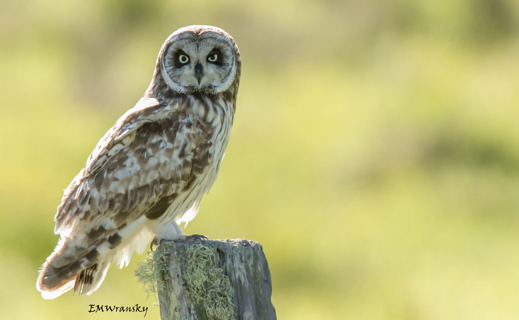 Short-eared Owl (Hawaiian)