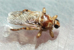 Hippobosca longipennis